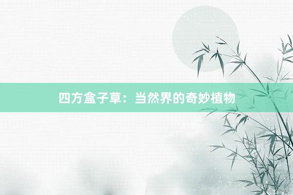 四方盒子草：当然界的奇妙植物